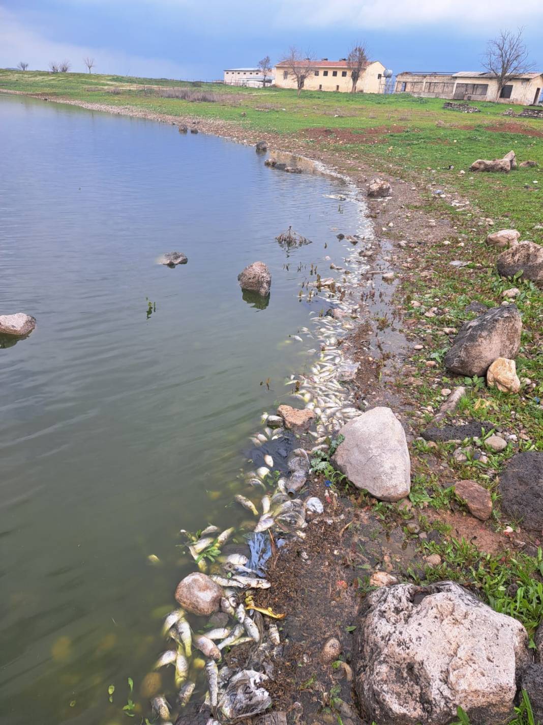 Diyarbakır'ın ‘kuş cenneti’nde toplu balık ölümleri 3